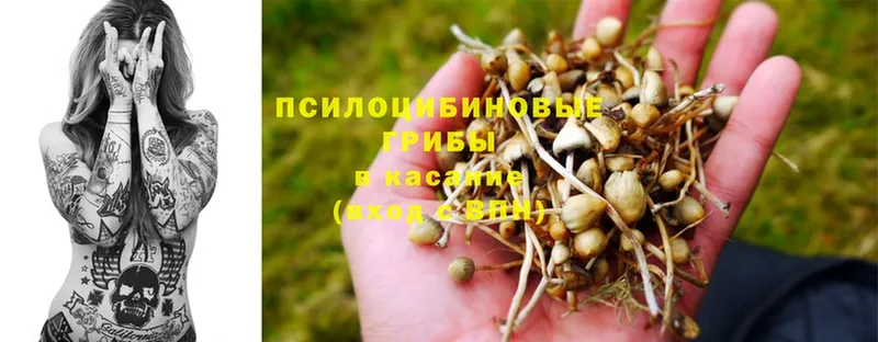 Псилоцибиновые грибы Psilocybe  МЕГА ССЫЛКА  Новоалтайск  где продают наркотики 